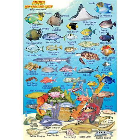 Frankos aruba reef creatures identification guide. - The consultants handbook a practical guide to delivering high value and differentiated services in a competitive marketplace.