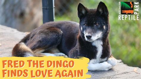 Fred dingo. Things To Know About Fred dingo. 