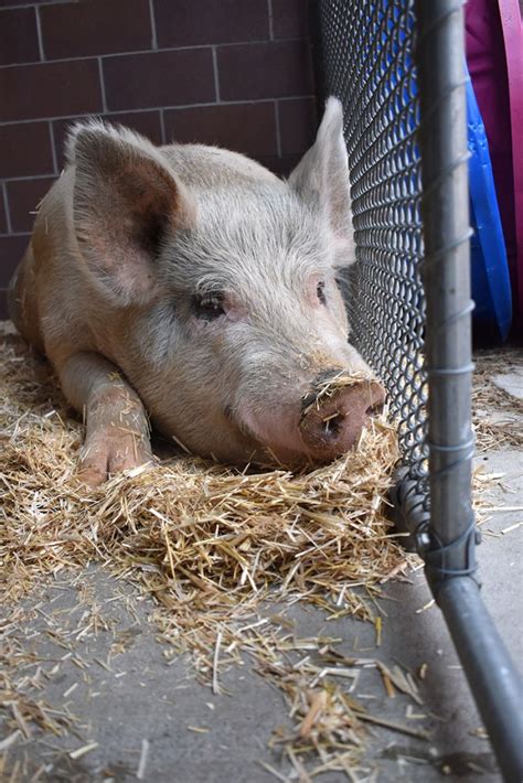 Fred finds home: Aurora’s outlaw pig starts a new life in eastern Colorado