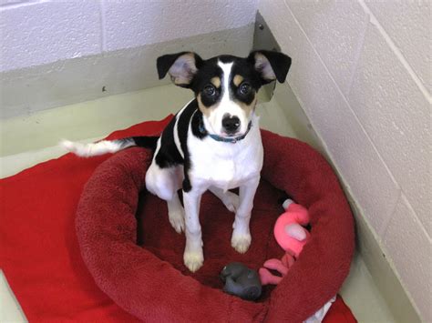 Frederick county animal shelter. Things To Know About Frederick county animal shelter. 