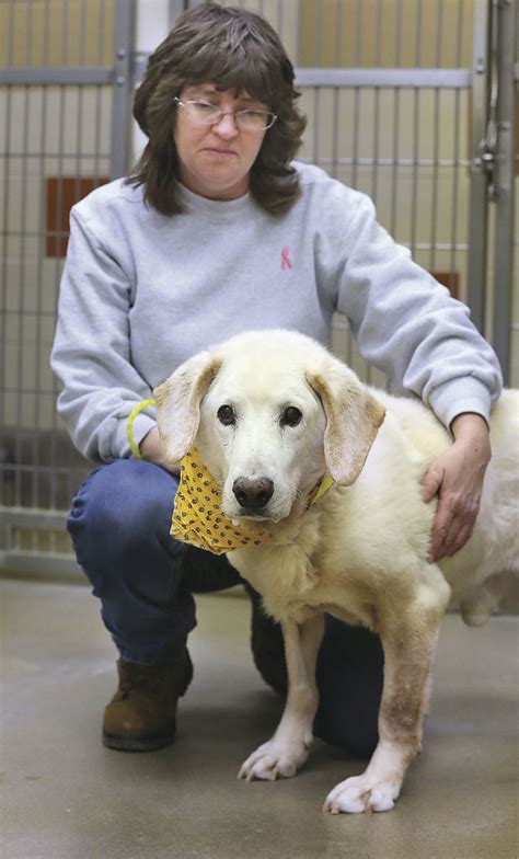 Meet Beau, a Labrador Retriever Dog for adoption, at Frederick County Esther L. Boyd Animal Shelter in Winchester, VA on Petfinder. Learn more about Beau today.. 