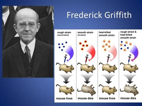 Frederick griffith discovered the atom