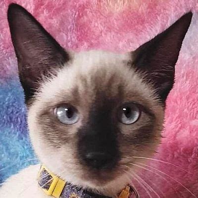 Fredericksburg, TX - Siamese. Meet Einstein a Pet for Adoption ...