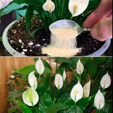 Fredskalla blommar inte