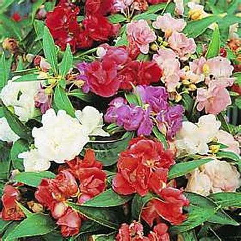 Free: *Balsam Camellia* mixed seeds (5) - Gardening Seeds