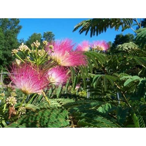 Free: 50 Pink Mimosa Tree Seeds Heirloom Persian Silk Tree / Pink …