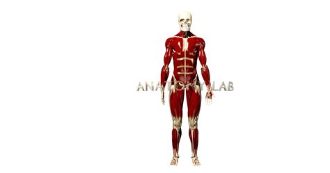 Free 3D Muscle Library — ANATOMY LAB.