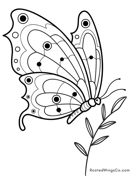 Free Butterfly Coloring Shee