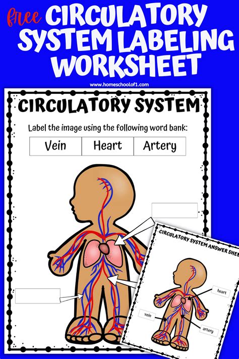 Free Circulatory System Worksheets and Printables