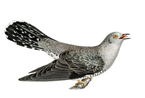 Free Cuckoo Birds Sound Effects Download Pixabay.