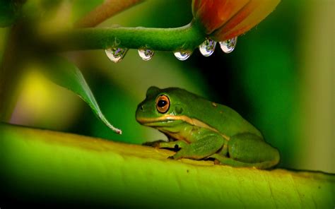 Free Cute Frog Wallpaper Downloads, [100+] Cute Frog …