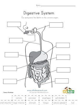 Free Digestive System Worksheets