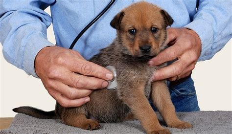 Free Dog Health Care And Discounted Care (Updated 2024)