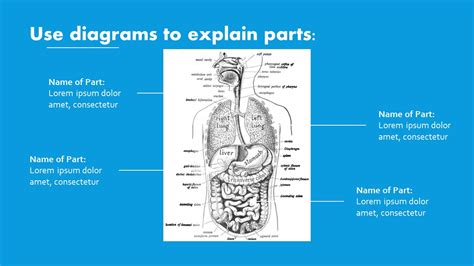 Free Excretory System Powerpoint Template Myfreeslides