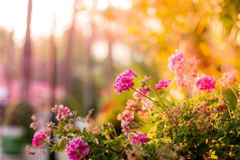 Free Flower Background Photos - Pexels