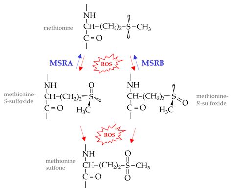 Free Full-Text Methionine Sulfoxide Reductases of Archaea