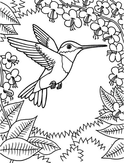 Free Hummingbird Coloring Pages For Kids