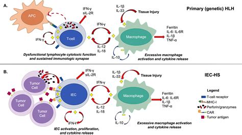 Free IL-18 causes macrophage activation syndrome