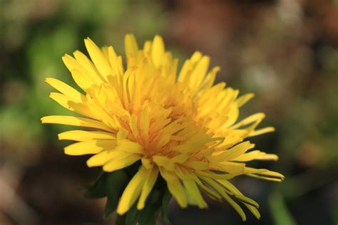 Free Image on Pixabay - Dandelion, Blossom, Bloom