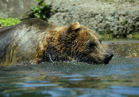 Free Images : grass, wet, animal, cute, wildlife, zoo, fur, mammal ...