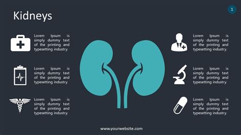 Free Kidney Lecture Slides Powerpoint Template DesignHooks