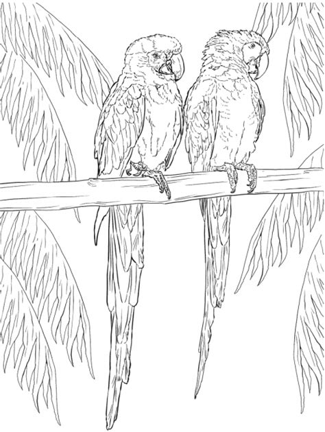 Free Parrot and Macaw Coloring Pages