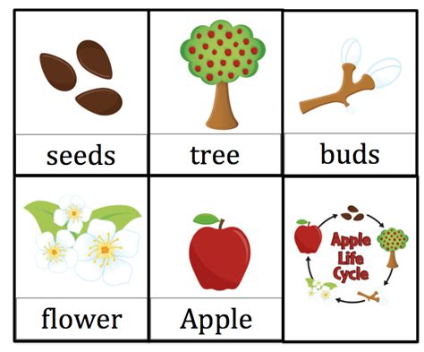 Free Printable Apple Tree Life Cycle Workshee