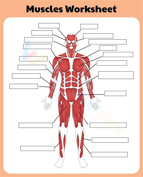 Free Printable Muscular System Worksheets