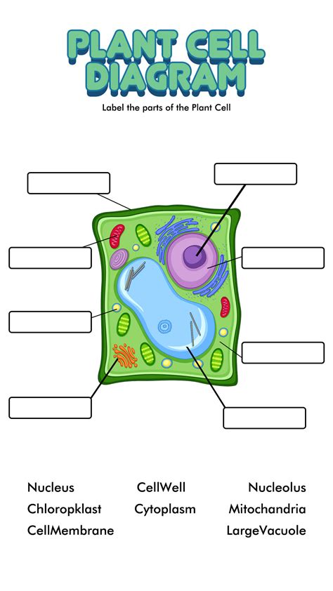 Free Printable Plant And Animal Cell Worksheets Quizizz / Lesson ...