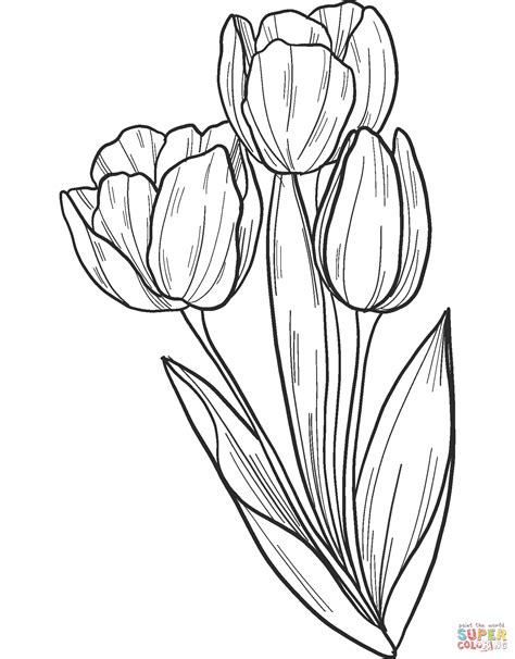 Free Printable Tulip Coloring Pages