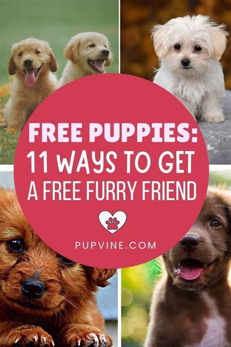 Free Puppies In Your Area For Adoption: 13 Ways To Find A