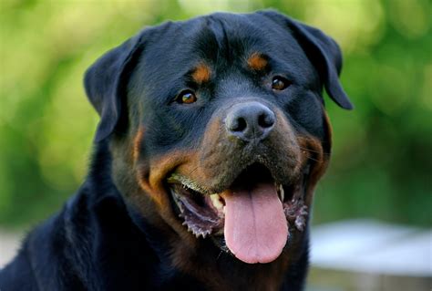 Free Rottweiler Wallpaper Downloads, [100+] Rottweiler …