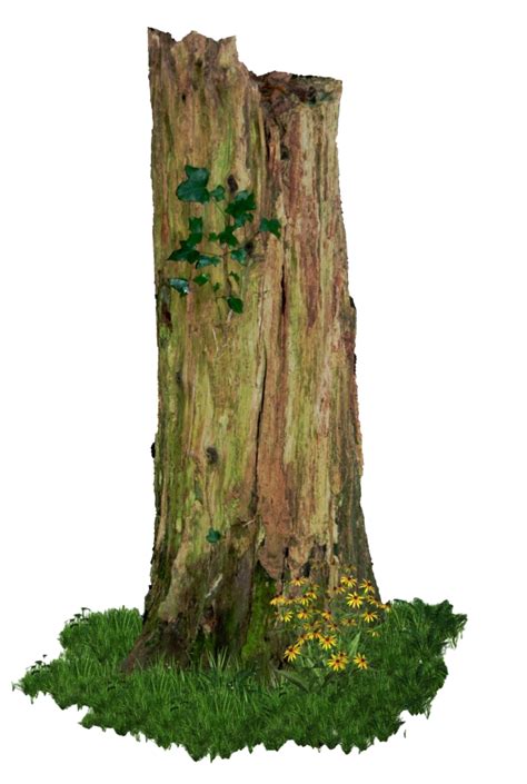 Free Tree Trunk Png Transparent Images - PikPng