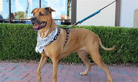 Free adoption dogs las vegas. All trademarks are owned by Société des Produits Nestlé S.A., or used with permission. Search for dogs for adoption at shelters near Henderson, NV. Find and adopt a pet on Petfinder today. 