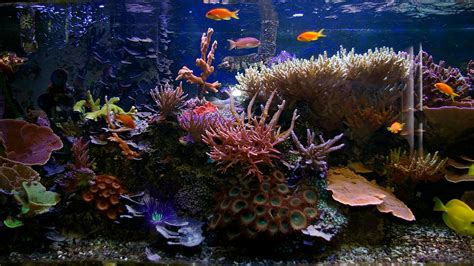 Enjoy 2 hours of relaxing coral reef aquarium. This video features beautiful coral reef fish and relaxing music that is ideal for sleep, study and meditation.... 