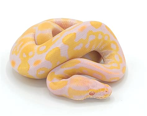 Free ball python. In summary, here are 10 of our most popular python courses. Python for Data Science, AI & Development: IBM. Crash Course on Python: Google. Python for Everybody: University of Michigan. Python 3 Programming: University of Michigan. Google IT Automation with Python: Google. 