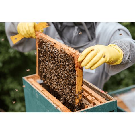 Free bee removal near me. Things To Know About Free bee removal near me. 