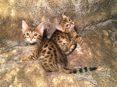 Free bengal kittens uk.  &pound;1,500 A supurb mixed litter of 5 Bengal babies from our...