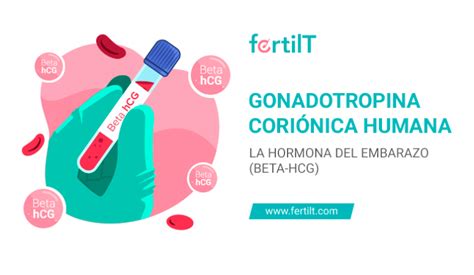 Free beta HCG (gonadotropina corionica umana-subunitatea libera beta …