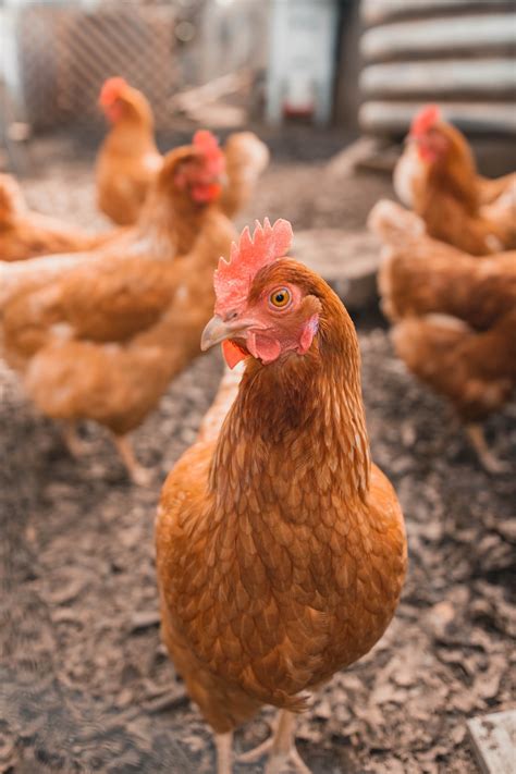 Free chickens. Let your chickens free range. Let your chickens roam if you have the room — and if it’s safe, of course. Chickens love being able to scratch on grass, eat pests like ticks, and dust bathe. 