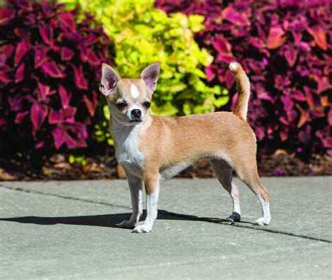 Free chihuahua near me. Are you looking for a furry companion but worried about the cost? Look no further than the adorable Chihuahua puppy, available for sale at an affordable price of $150. When it comes to purchasing a new pet, the initial cost is often one of ... 