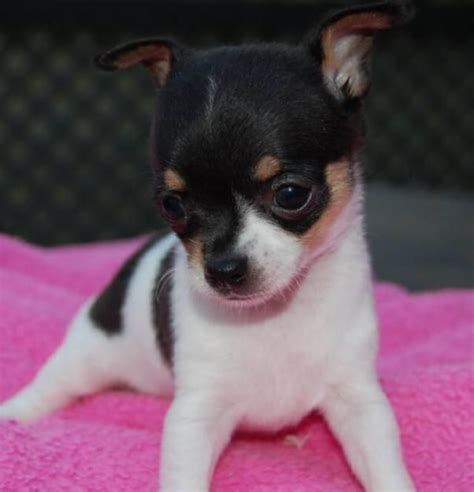 Our lines have been refined over the years to produce the most outgoing sweet, adorable, loving little Chihuahua puppies. We LOVE the breed, and count it a privilege to breed for absolute top quality babies that we can raise in our home, among our kids for some very special families. That's our story. Thanks for considering our babies!.