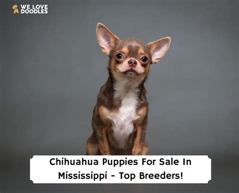 #2 Uey’s Home raised Puppies. Uey’s Home raised Puppies is located in Summerfield Florida, is about 12 miles south of Ocala, and very close to the villages. You’ll find a history of breeding since 1992.If you’re looking for an AKC-recommended Chihuahua breeder you have come to the right place.. You’ll be glad to know that the Uye’s have …. Free chihuahua puppies in mississippi