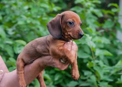 30 Miniature Dachshund Puppies For Sale Near Kansas City, MO. Featured Listings. Default Sorting. Jax limited AKC. Miniature Dachshund. Kansas City, MO. Male, Born on ...