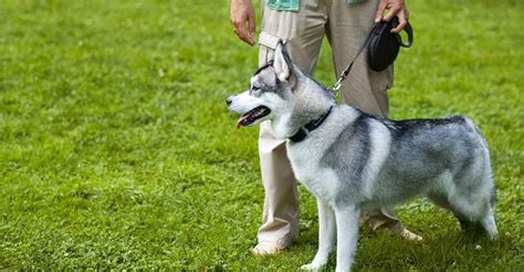 Free dog trainers near me. The hardest dogs breeds to train are a Husky, Mastiff, Pug, Beagle, Bulldog, Weimaraner, Afghan Hound, Basenji, Basset Hound, Bloodhound, Chow Chow, Dalmatian, Fox and Kerry Blue Terrier, Irish Setter, Pekingese, Pit Bull Terrier, Jack Russell Terrier, and a Rottweiler. Here are the 10 best dog trainers near you rated by your local neighborhood ... 