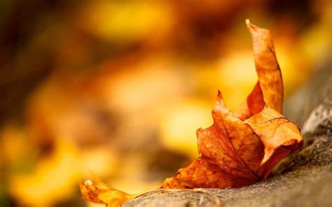 Free download hd herfst wallpaper met een groot herfstblad op …