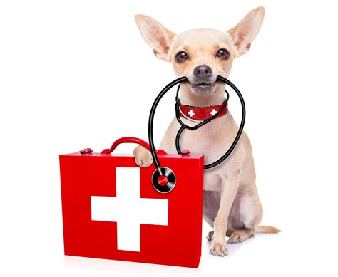 Emergency veterinary care. If your pet needs emergency veterinary care, contact your veterinarian or an emergency vet clinic immediately. Find the clinic nearest to you. If you believe your pet may have been poisoned or ingested something toxic, please call the Pet Poison Helpline at 855-764-7661. See more. 