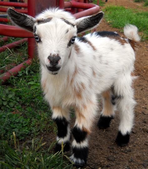 Free Goats. $1. Denver Baby goats. $125. Parker Goat Milk For Skin ... Near Green Mountain We have babies. $275. Granby We have babies!!! $275. Granby ... Max - Alpine Wether - packing goat, companion animal, weed whacker. $250. Young Quality Boer Does. $500. Parker/ Elizabeth.