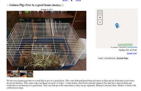 craigslist For Sale "guinea pigs" in Maine. see also. Three guinea pig cages or small animal cages with water bottles and food dishes. $25. Palmyra Guinea pig cage. $15. Jefferson Heritage Breed Sow. $350. Sangerville, ME Heritage Breed Boar. $450 ....