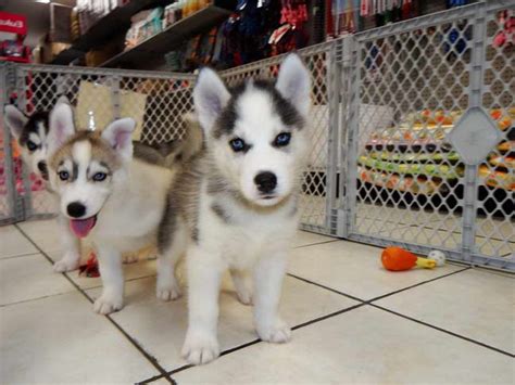 Free huskies on craigslist. Aug 31, 2023 · I have 3 huskies FREE. 2 FEMALE AND 1 male. Approximately a year old. do NOT contact me with unsolicited services or offers 